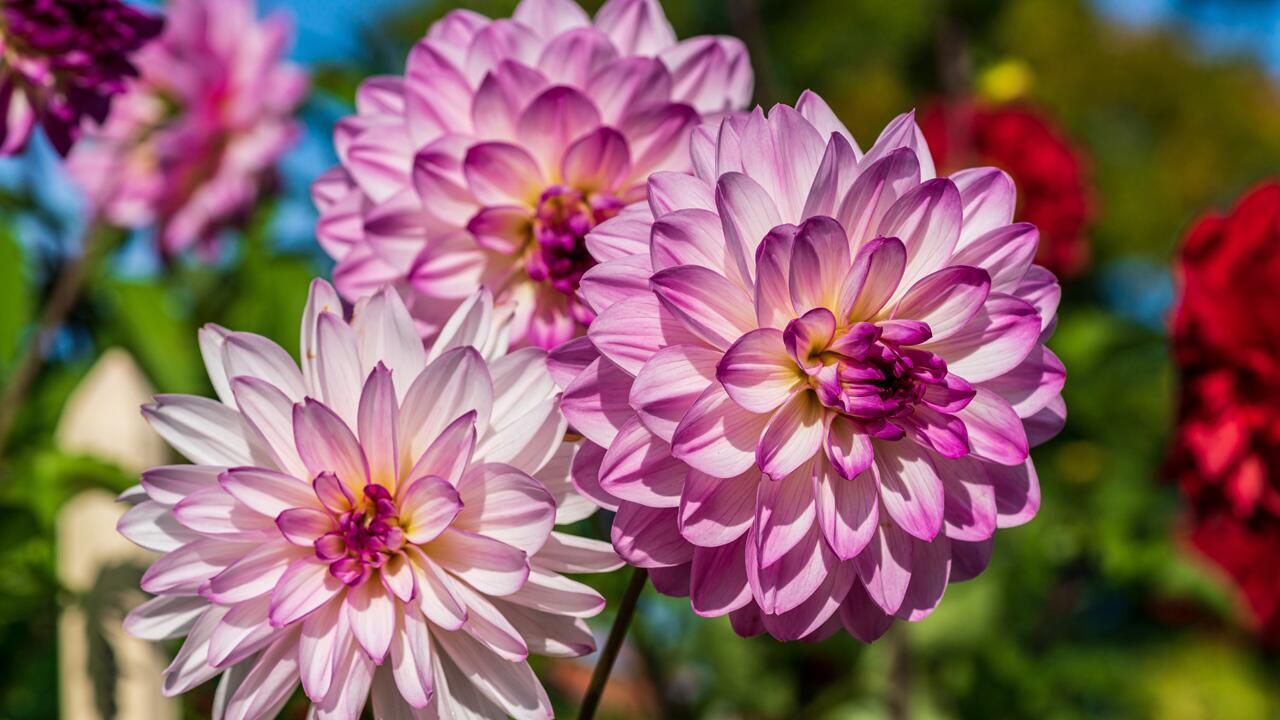 Dahlien richtig pflegen: So blüht die Sommerblume länger