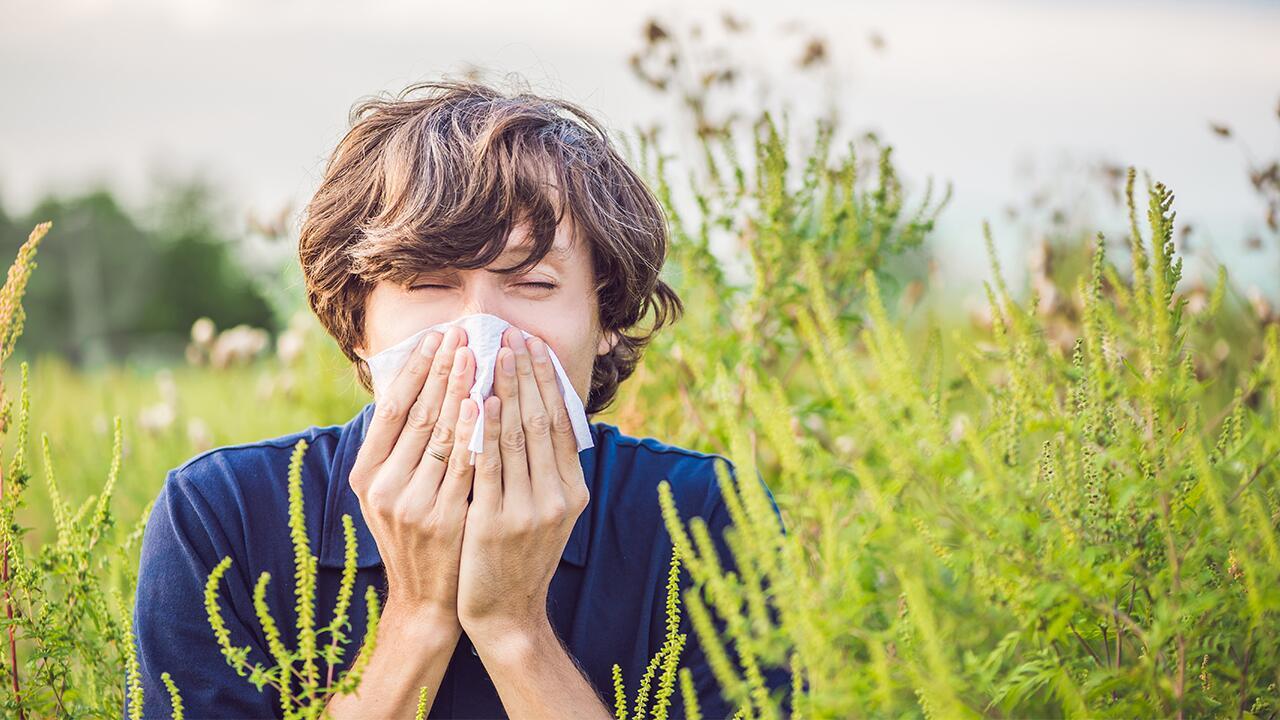 Schwere Allergien durch Ambrosia: Wie man die Pflanzen erkennt