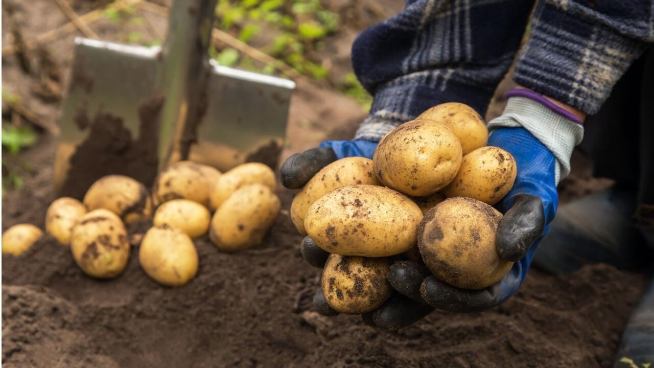 Wann Kartoffeln ernten? Wie man den richtigen Zeitpunkt erkennt