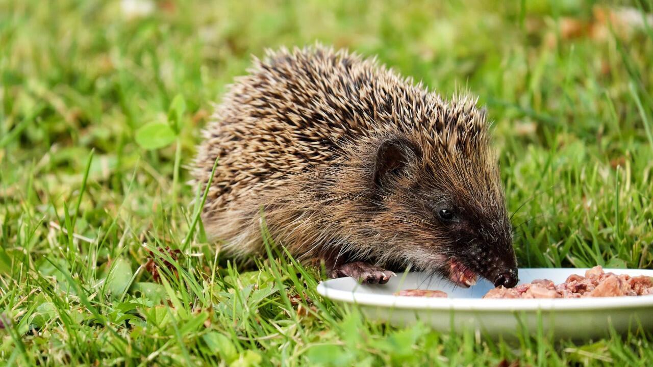 Igel füttern: Was dabei unbedingt zu beachten ist