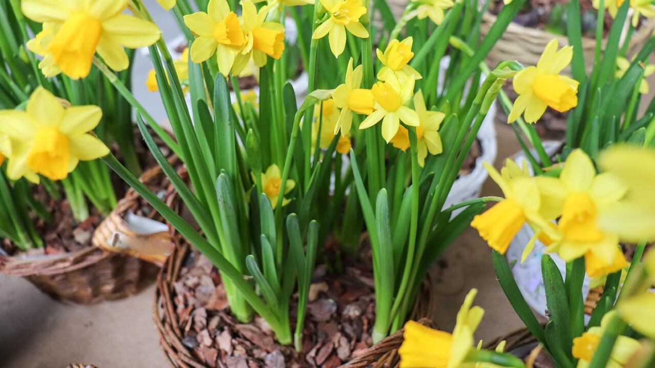 Topf-Narzissen auspflanzen: 5 Tipps, mit denen sie im Garten überleben