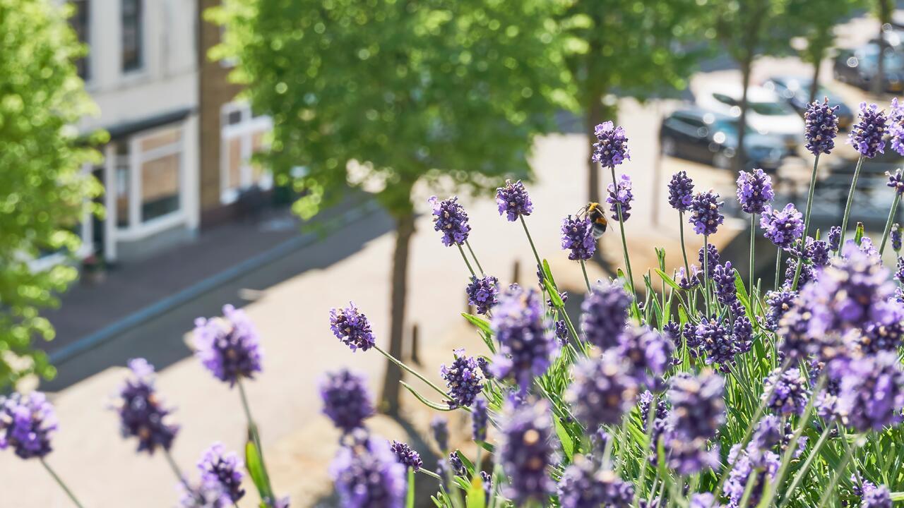 Pflanztipps für den Balkon: 15 Pflanzen, die Bienen und andere Insekten lieben