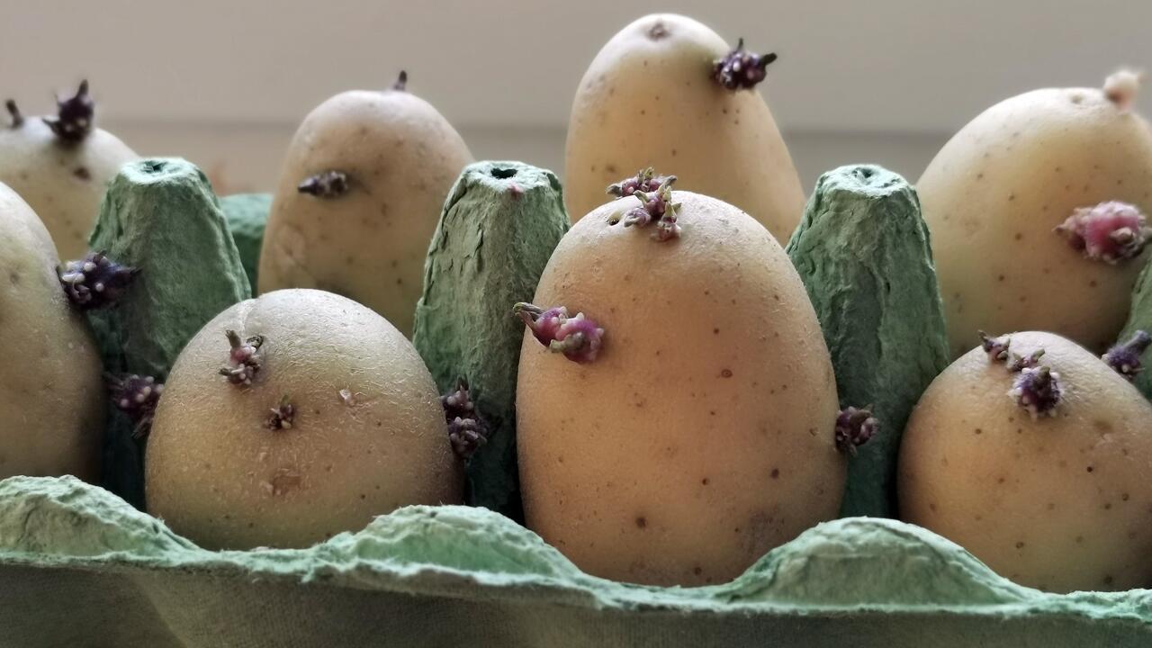 Kartoffeln vorkeimen: Wann macht das Sinn? Kartoffeln vorkeimen: Wann macht das Sinn?