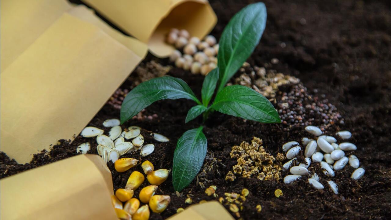 Aussaat im April: Welches Gemüse man jetzt aussäen kann Aussaat im April: Welches Gemüse man jetzt aussäen kann