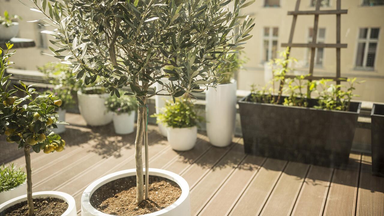 Olivenbaum überwintern: Tipps für das optimale Winterquartier für die Olive Olivenbaum überwintern: Tipps für das optimale Winterquartier für die Olive