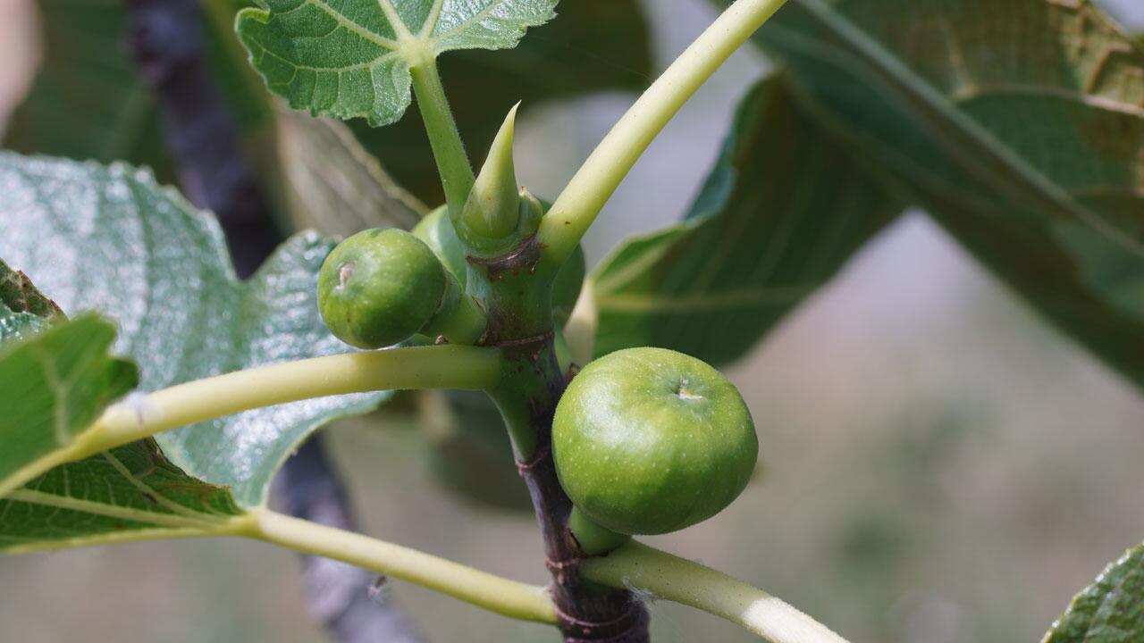 Feigenbaum anpflanzen: Auch hierzulande werden süße Früchte reif Feigenbaum anpflanzen: Auch hierzulande werden süße Früchte reif