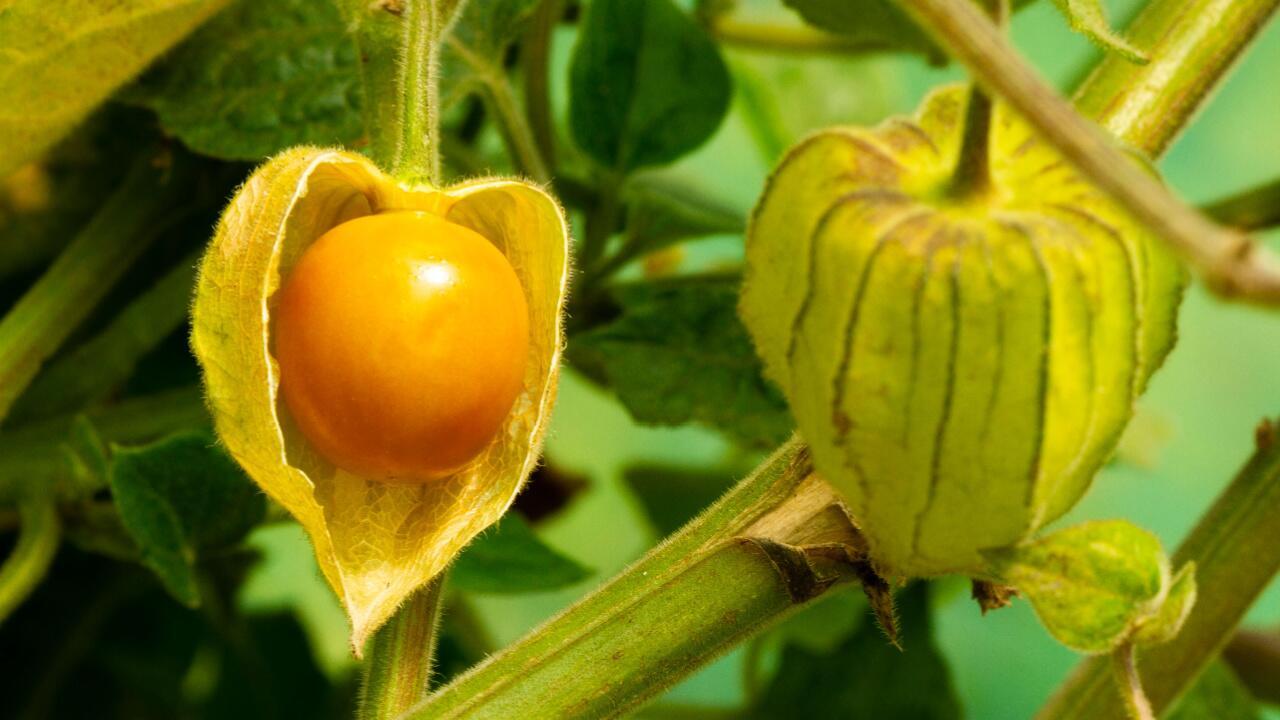 Physalis anbauen: So gedeiht die Andenbeere im Garten und auf dem Balkon Physalis anbauen: So gedeiht die Andenbeere im Garten und auf dem Balkon