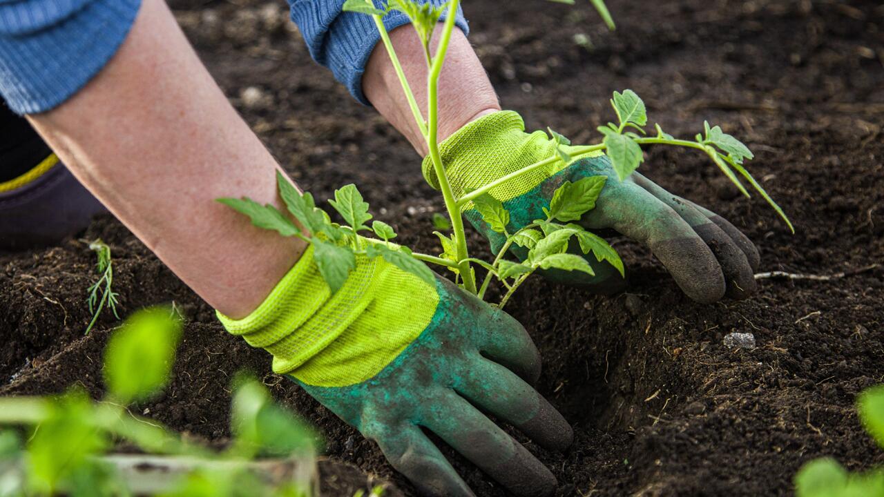 Tomaten im Garten: Einen Fehler sollten Sie unbedingt vermeiden Tomaten im Garten: Einen Fehler sollten Sie unbedingt vermeiden