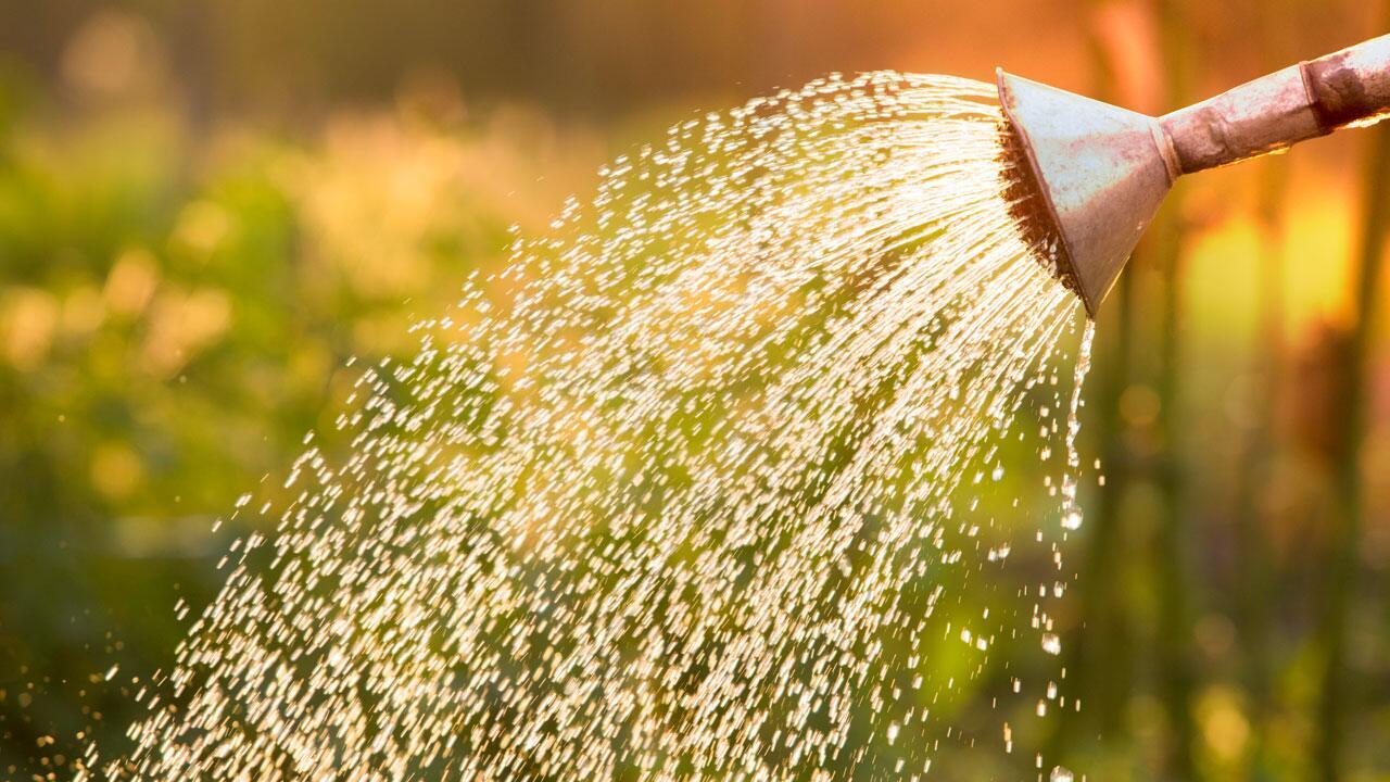 Pflanzen gießen im Sommer: 11 Fehler, die Sie vermeiden sollten Pflanzen gießen im Sommer: 11 Fehler, die Sie vermeiden sollten
