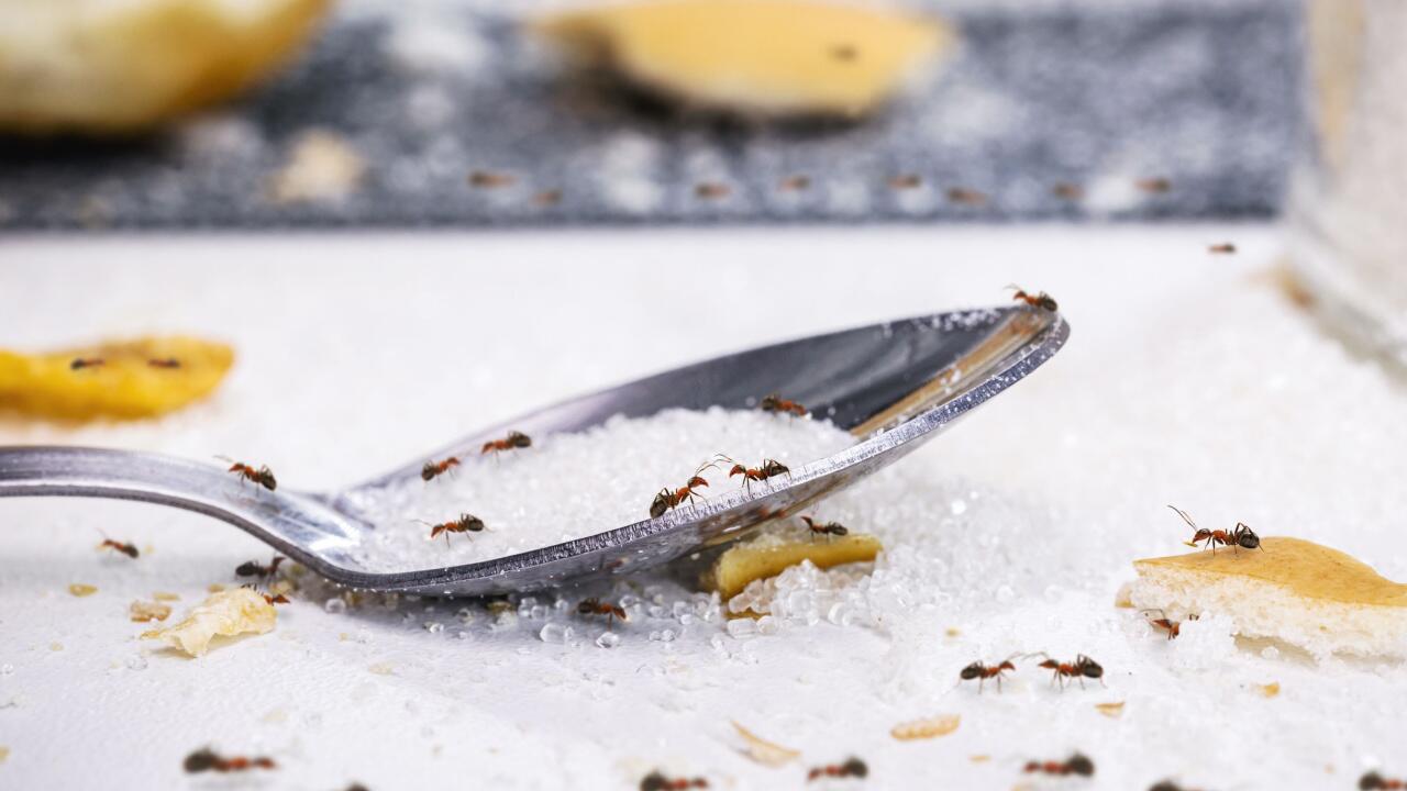 Ameisen im Haus? Diese Hausmittel können helfen Ameisen im Haus? Diese Hausmittel können helfen