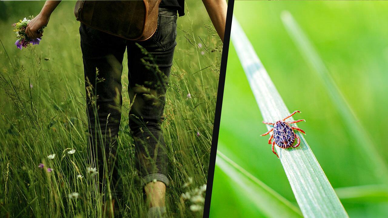Zecken richtig entfernen: Was man vermeiden sollte Zecken richtig entfernen: Was man vermeiden sollte