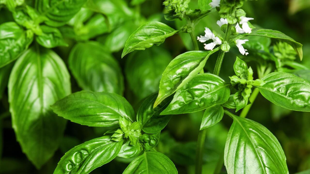 Basilikum blüht: Kann man die Blätter dann noch essen? Basilikum blüht: Kann man die Blätter dann noch essen?