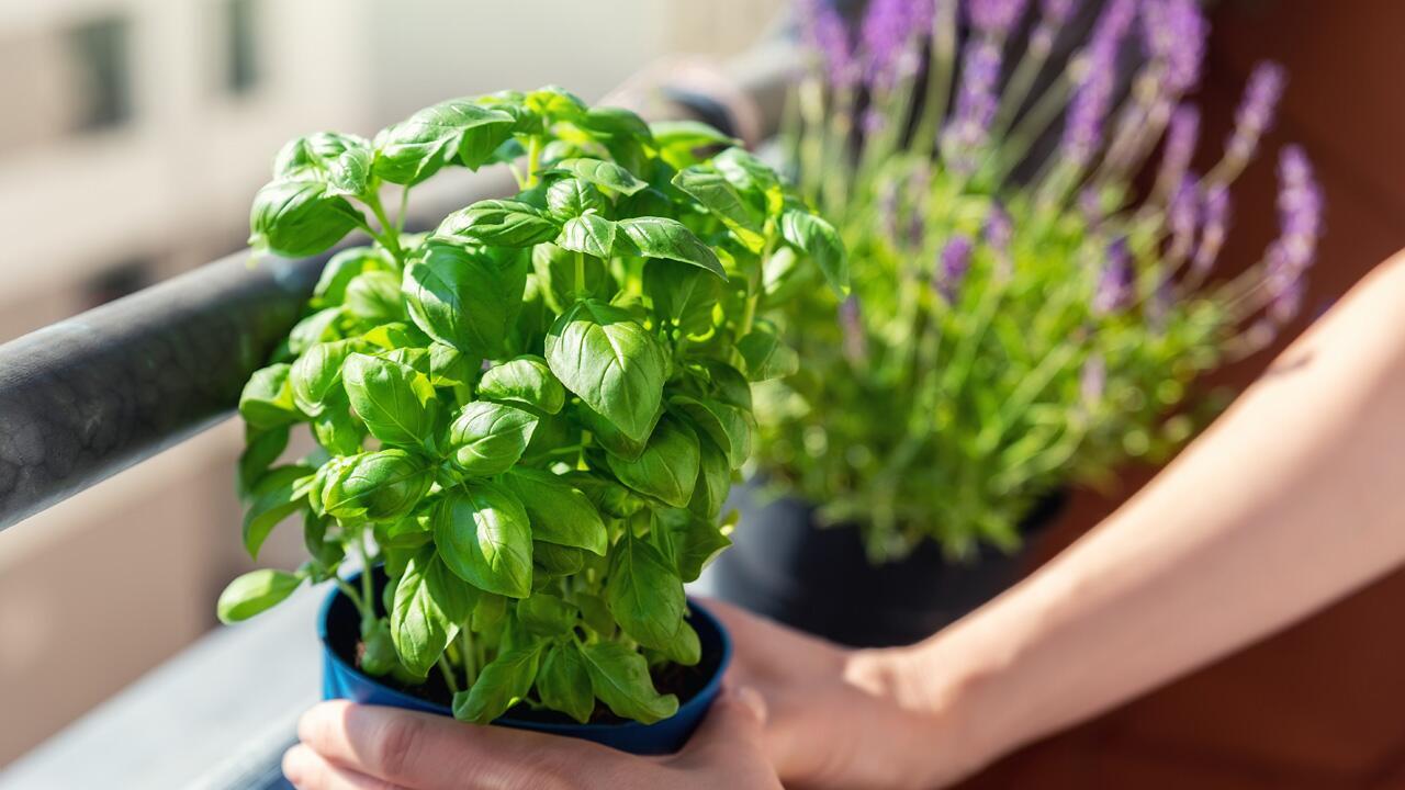 Basilikum überwintern: Macht nur unter einer Bedingung Sinn Basilikum überwintern: Macht nur unter einer Bedingung Sinn