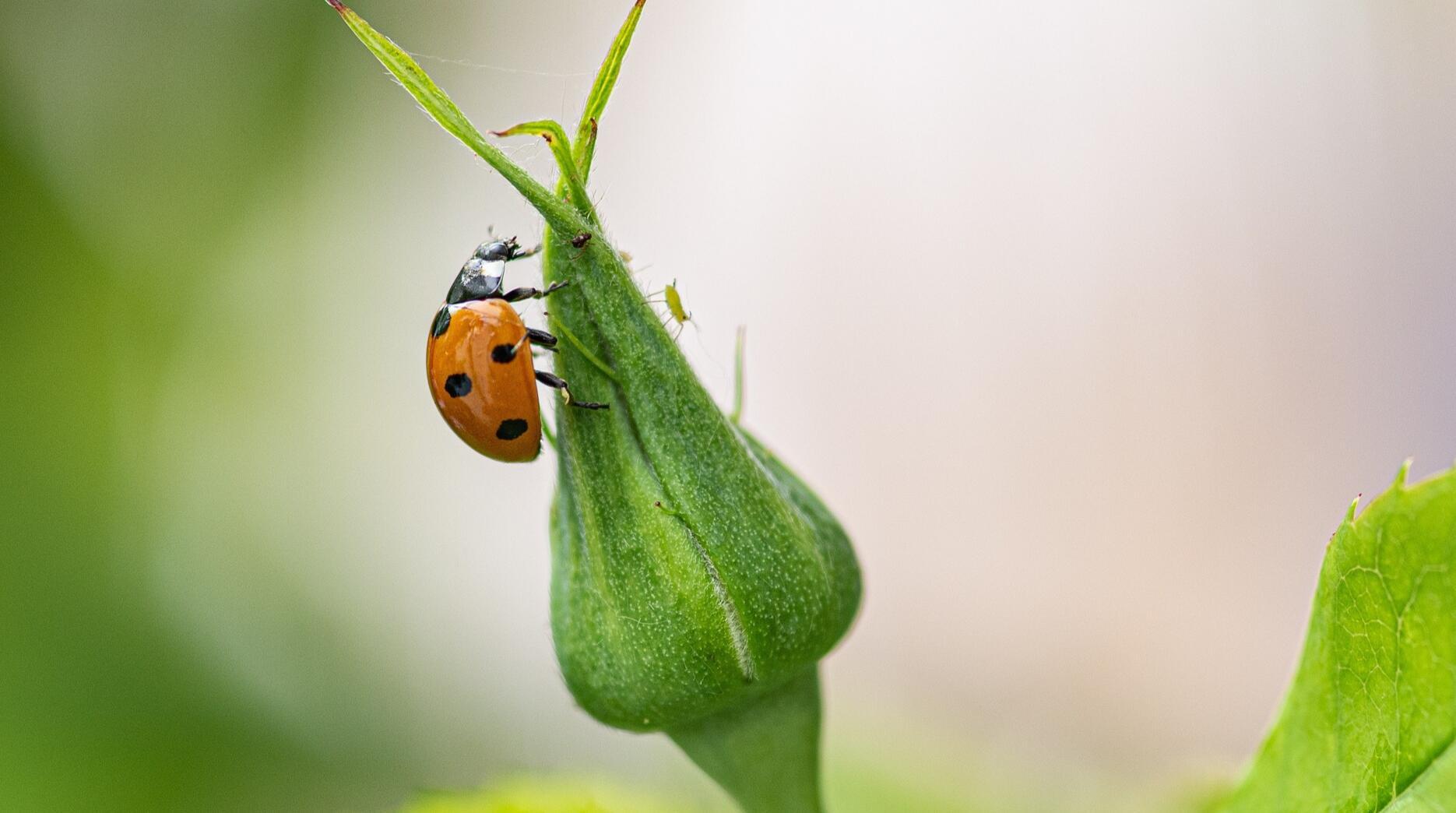 Käfern helfen: Wie man einen Käferkeller baut Käfern helfen: Wie man einen Käferkeller baut