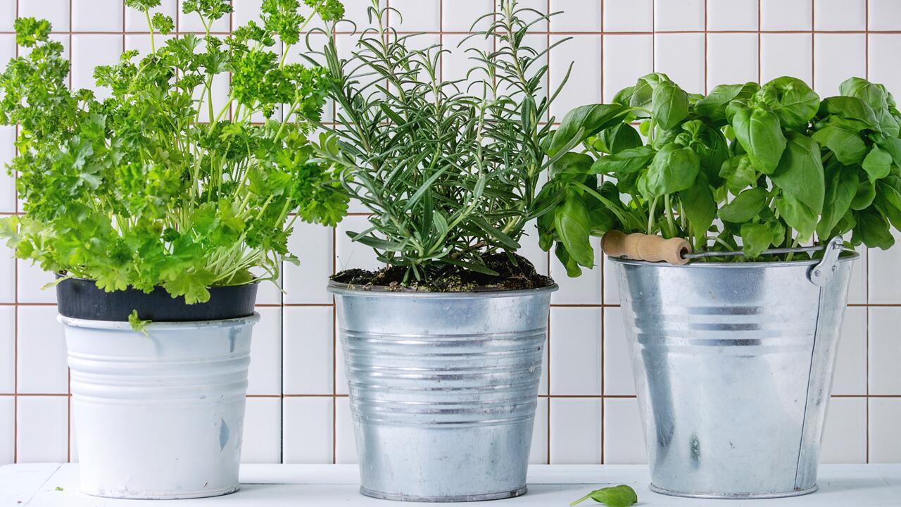 Tipps: So habt ihr länger Freude an Küchenkräutern aus dem Supermarkt Tipps: So habt ihr länger Freude an Küchenkräutern aus dem Supermarkt