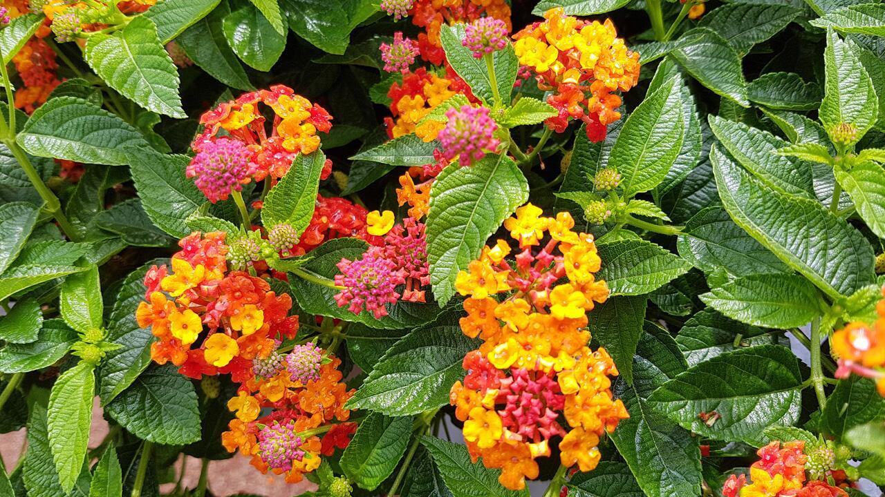 Wandelröschen überwintern: Wie die Exotin gut durch den Winter kommt Wandelröschen überwintern: Wie die Exotin gut durch den Winter kommt