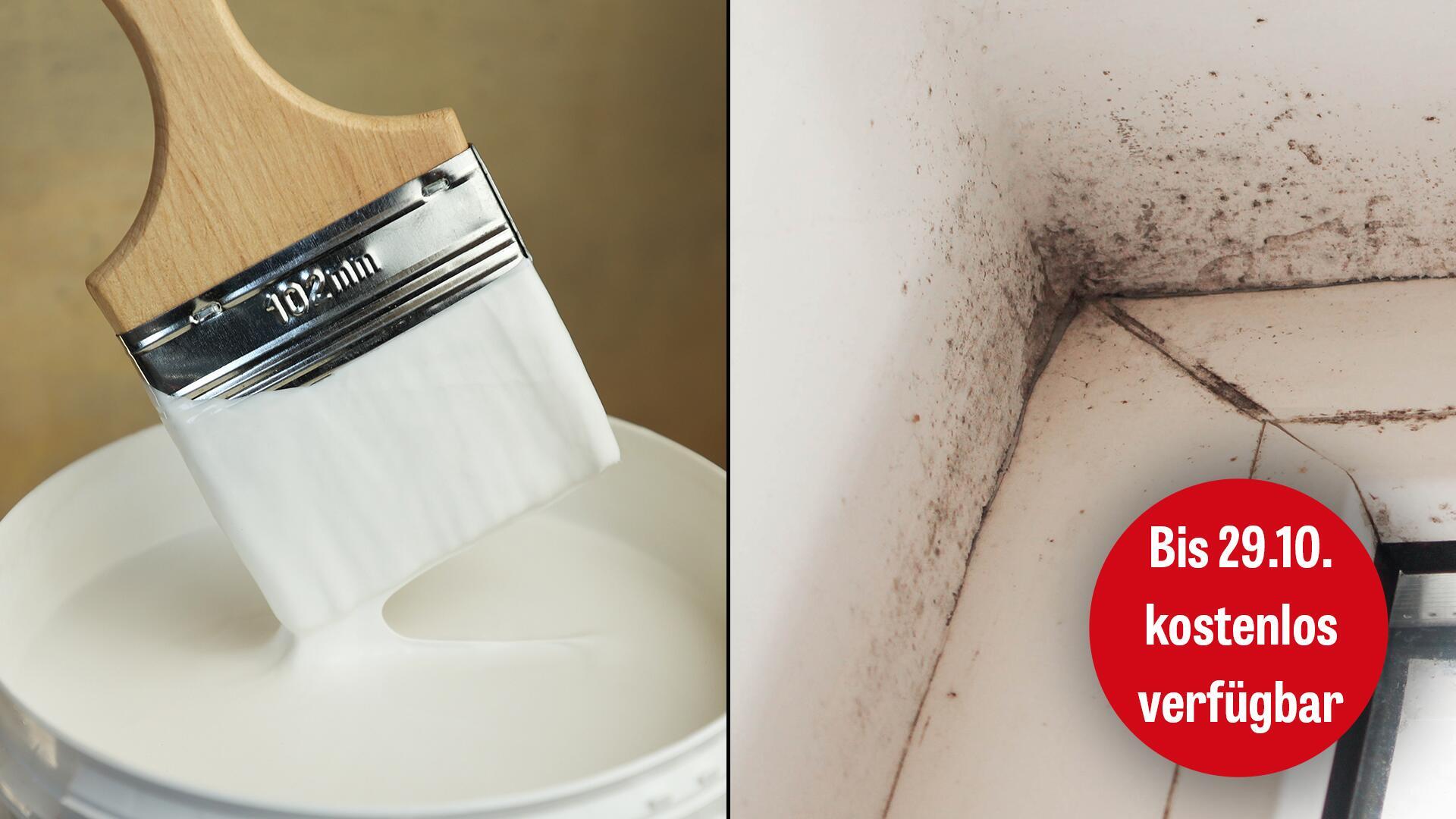 Antischimmelfarben im Test: Der Großteil enthält bedenkliche Biozide Antischimmelfarben im Test: Der Großteil enthält bedenkliche Biozide